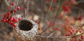 ¿Qué es el síndrome del nido vacío?